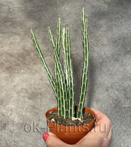 Сенецио Стапелииформис