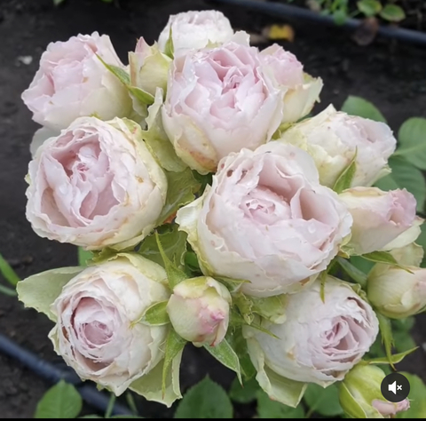 Роза Сильвер Лейс (Silver Lace)