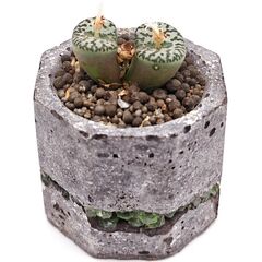 Суккулент Конофитум EnjoyPlants 752485