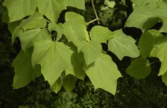 Teofrast Катальпа яйцевидная Catalpa ovata