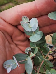 Teofrast Эвкалипт Гунни Eucalyptus gunnii