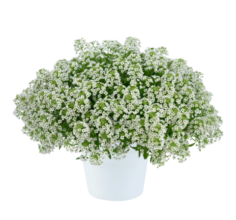 2422 Алиссум STREAM COMPACT White (Весна 2026)