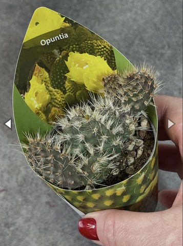 Опунция Хинтони