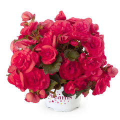 1223 Бегония Solenia Dark Pink (Весна 2026)