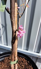 Teofrast Церцис Канадский Rising Sun Cercis canadensis