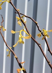 Teofrast Церцис Канадский Rising Sun Cercis canadensis