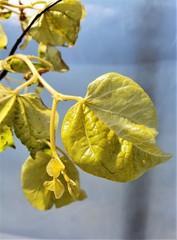 Teofrast Церцис Канадский Rising Sun Cercis canadensis