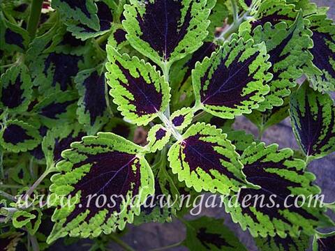 Trailing salamander колеус