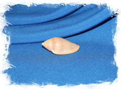 Маргинелла десжардини (Marginella desjardini)
