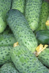 Семена Огурец Герман F1 (Seminis)