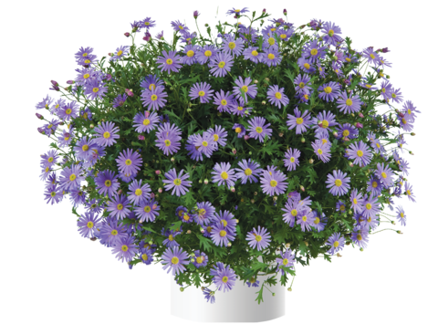 1405 Брахикома BRASCO Violet (Весна 2026)