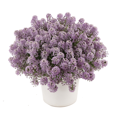 2421 Алиссум STREAM COMPACT Violet (Весна 2026)