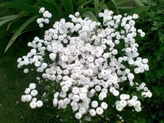 Семена Тысячелистник Жемчужина востока, Мнг