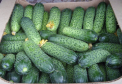 Семена Огурец Герман F1 (Seminis)