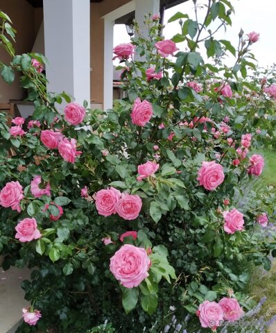 Ля роз дэ Молинар (La Rose de Molinard)