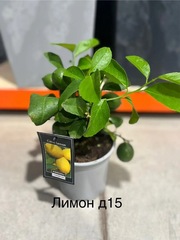 Цитрусовые