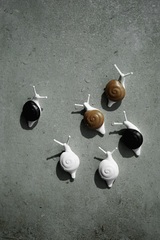 Набор магнитов snail, 6 шт.