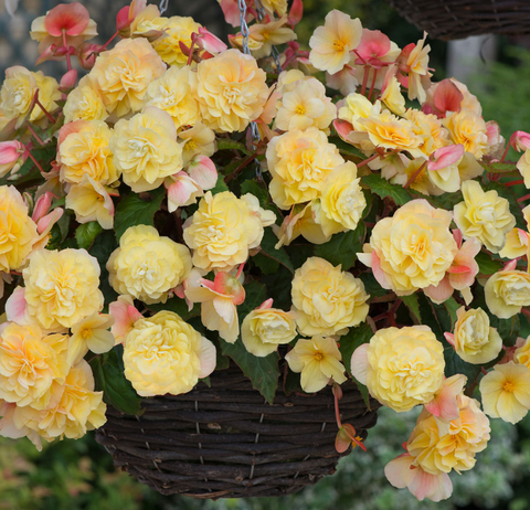 1246 Бегония SweetSpice Yellow (Весна 2026)