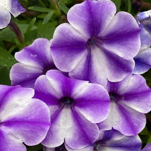 32372 Петуния CRAZYTUNIA BLUE ICE IMPR. (ОСЕНЬ 2025)
