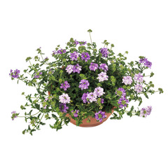 1518 Вербена LANAI PURPLE STAR (ОСЕНЬ 2025)