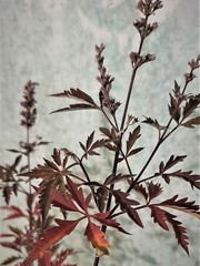 Teofrast Витекс священный vitex agnus-castus