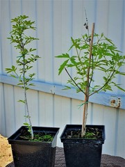 Teofrast Витекс священный vitex agnus-castus