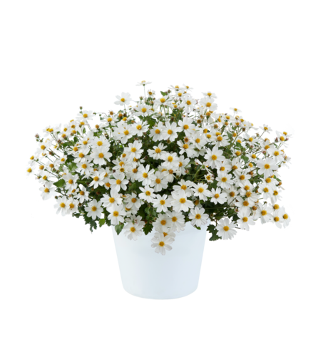 1312 Биденс WHITE DELIGHT IMP. (ОСЕНЬ 2025)