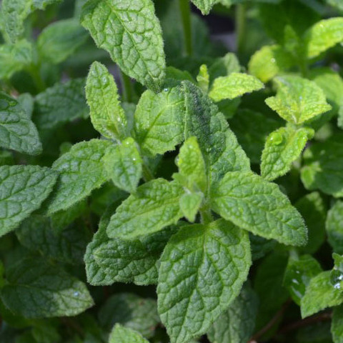 5003 Мята STRAWBERRY MINT (Весна 2026)