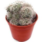 Маммиллярия (Mammillaria sp.) - фото 1