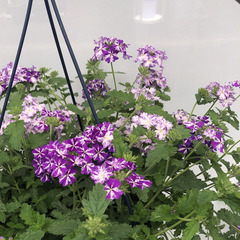1518 Вербена LANAI PURPLE STAR (ОСЕНЬ 2025)
