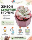 Набор суккулентов D5 №17975 — инфографика по уходу и реанимации после доставки