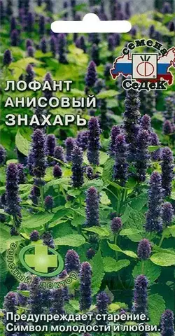 Семена Лофант анисовый