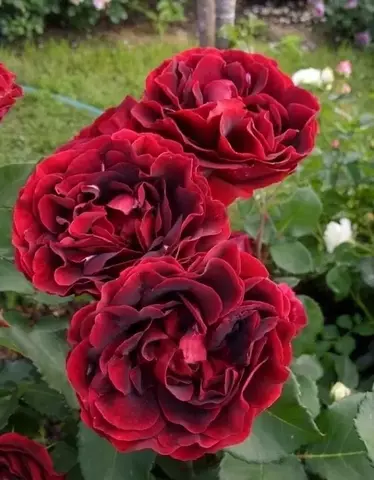 Хартс (Hearts)