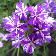 1518 Вербена LANAI PURPLE STAR (ОСЕНЬ 2025)