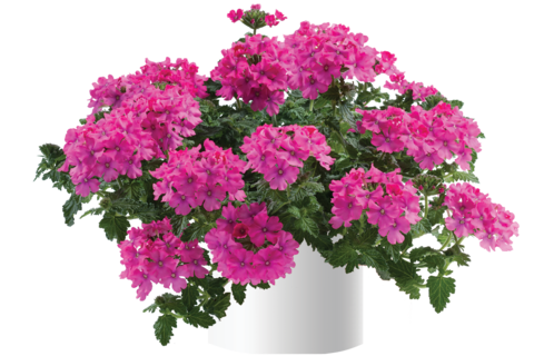 1557 Вербена VANESSA COMPACT Deep Pink (Весна 2026)