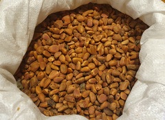 Teofrst Семена Кедр Корейский pinus koraiensis