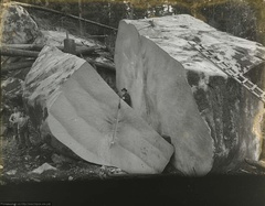 Секвойя гигантская Sequoiadendron giganteum