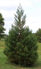 Секвойя гигантская Sequoiadendron giganteum