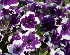 3201 Петуния ALPETUNIA GLACIER SKY (Весна 2026)