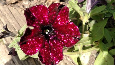 32475 Петуния ALPETUNIA BURGUNDY SKY (ОСЕНЬ 2025)
