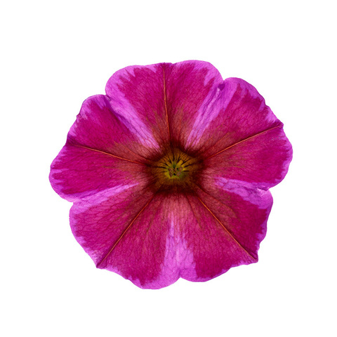 32442 Петуния BEAUTICAL ROSE STAR (ОСЕНЬ 2025)