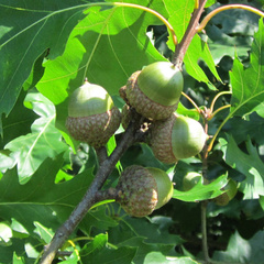 Семена дуб красный quercus rubra
