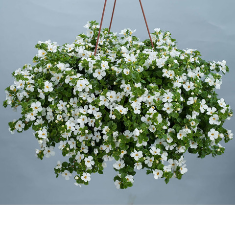 1005 Бакопа SCOPIA GULLIVER DYNAMIC WHITE