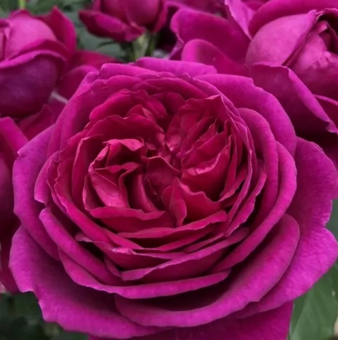 Фюр Элизе (Rosa Fur Elise)