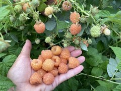Малина желтая Медовая (ЗКС)