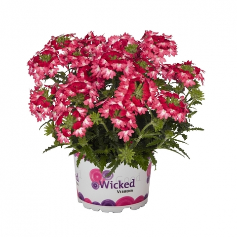 1577 Вербена Wicked Pink Pepper (Весна 2026)
