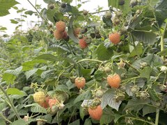 Малина желтая Медовая (ЗКС)