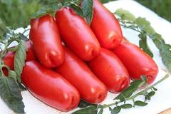 Семена Томат Дрова, высота до 60 см, масса 100 гр, цв 20 сем.