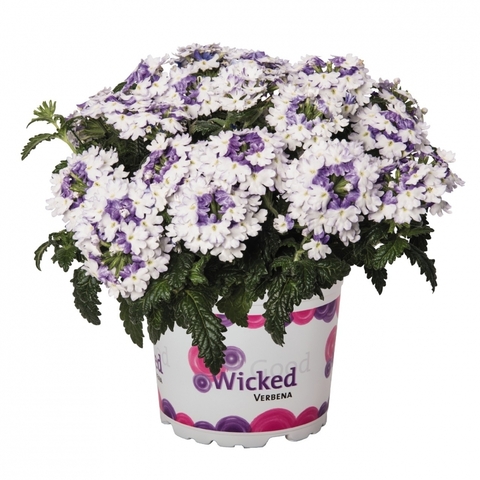1578 Вербена Wicked Purple (Весна 2026)