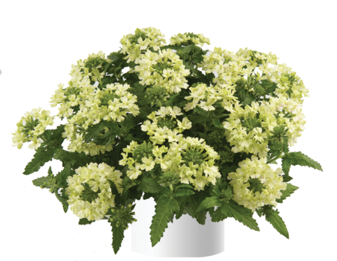 1559 Вербена VANESSA COMPACT Lime (Весна 2026)